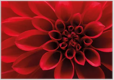Produktbild von Wallario Wandbild Rote Dahlienblüte in Nahaufnahme, Größe: 70,30 x 100,30 cm, Poster mit weißem Kunststoffrahmen