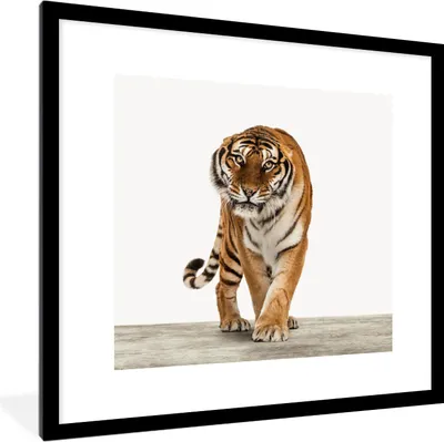 Produktbild von MuchoWow® MuchoWow® Gerahmtes Poster Tiger - Tiere - Holz - Jungen - Kinder 40x40 cm - Poster mit zchwarzem Bilderrahmen - Poster - Plakat im Rahmen