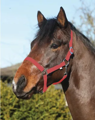 Produktbild von ELDORADO Pferde-Halfter Standard - rot - Shetty