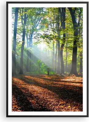 Produktbild von Gerahmtes Poster - Schwarzer Rahmen - Wald Blätter Sonne - 70x100 cm - Wand Bild - Wanddeko - Wandbilder - Kunstposter - Wandposter - Bilderrahmen - Bilder - Kunstdruck - Wandbild - P2BPA70x100-0136