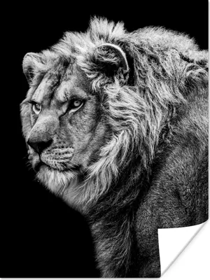 Produktbild von MuchoWow® Poster Löwe - Porträt - Wildtiere - Schwarz - Weiß 90x120 cm - Wohnzimmer