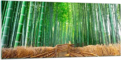 Produktbild von Bilder auf glas - Bambus Pflanze - 120x50cm - Glasbilder - Wandbilder - Kunstdruck - zum Aufhängen bereit - Wanddekoration aus Glas - Glas Bilder - Wandbild auf Glas - Einteilig - GAB120x50-3979