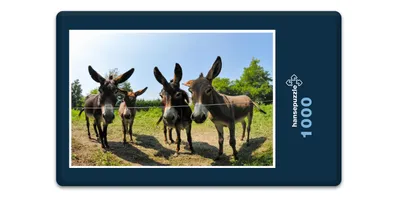 Produktbild von hansepuzzle 14623 - Esel Puzzle, 1000 Teile, Tierwelt, 60,0 x 46,0cm mit hochwertiger Aufbewahrung, Kartonbox und wiederverschließbarem Beutel