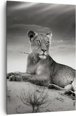 Produktbild von Bild auf Leinwand - Leinwandbild - Einteilig - Tierwelt weiblich katze Tier - 70x100cm - Wand Bild - Wanddeko - Wandbilder - Leinwanddruck - Wanddekoration - Leinwand bilder - Wandbild - PA70x100-3165