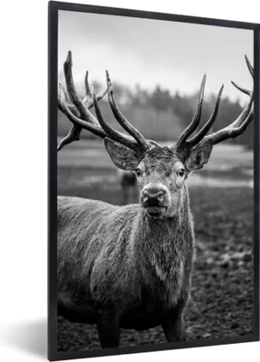 Produktbild von MuchoWow® Gerahmtes Poster Tiere - Hirsch - Geweih - Schwarz und weiß - Natur 60x90 cm - Poster mit Schwarzem Bilderrahmen Wandposter Rahmen Foto Bilder - Kunst