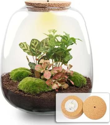 Produktbild von Flaschengarten Emma Bausatz mit LED-Korkdeckel Ø23cm 25cm DIY Pflanzenterrarium