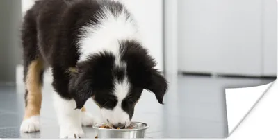 Produktbild von MuchoWow® Poster Ein Border Collie frisst 80x40 cm - Wanddeko