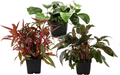 Produktbild von Mutterpflanzen Set mit 3 Tropica XL Topf Pflanzen Aquariumpflanzenset Nr.122