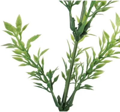 Zdjęcie produktu dla Tymianek Gałązka Zieolna 57 Cm