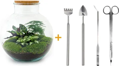 Image de Terrarium Diy - Bolder Bob - ↕ 30 Cm