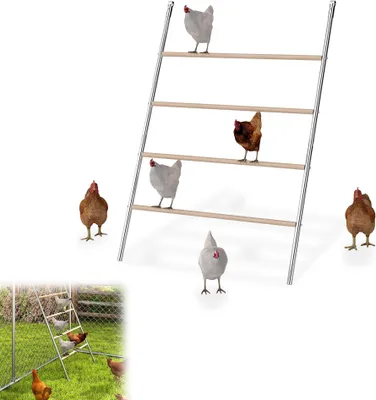 A multi-tiered wooden ladder with metal supports, designed for chickens to perch on, is shown against a white background. Several chickens are positioned on and around the ladder.