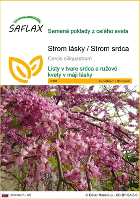 Produktbild von SAFLAX - Strom lásky / Strom srdca - Cercis siliquastrum - 60 Semená