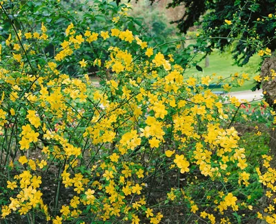 Produktbild von Kerria japonica 'Golden Guinea', Ranunkelstrauch, gelb, 60–100 cm