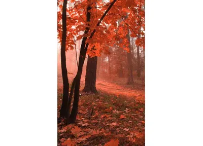 Produktbild von Fototapete - Misty Forest 150x250cm - Vliestapete