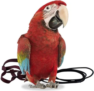 Immagine prodotto di Imbracatura per pappagalli Aviator XL Nero