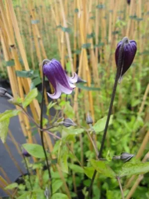 Produktbild von Clematis integrifolia Rooguchi (60 - 100 cm) - Waldrebe / Klematis