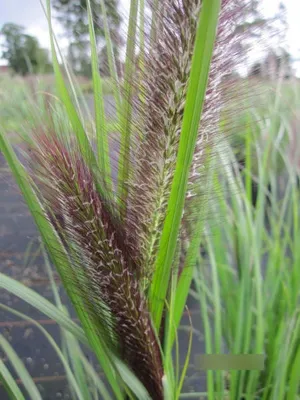 Produktbild von Lampenputzergras Red Head - Pennisetum alopecuroides Red Head