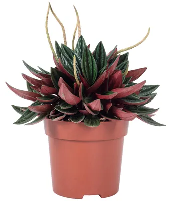 Produktbild von Zwergpfeffer 'Smit Rosso' - pflegeleichte Zimmerpflanze, Peperomia - Höhe ca. 15 cm, Topf-Ø 10,5 cm