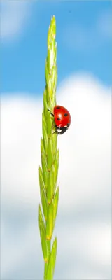 Produktbild von Wallario selbstklebendes Poster - Marienkäfer am Korn, Größe: 50 x 125 cm