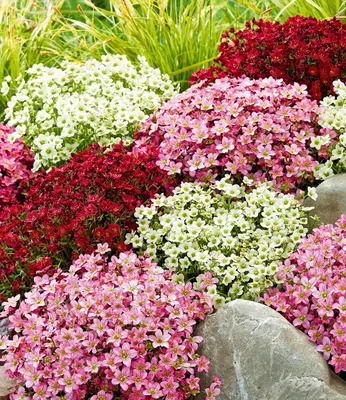 Produktbild von BALDUR Garten 3er Saxifraga-Mix Blütenmeer, Pflanzen im 9x9 cm-Topf, robuster Bodendecker, winterharte Staude, mehrjährig, pflegeleicht, Wasserbedarf gering, blühend, Saxifraga arendsii