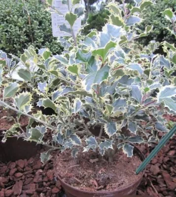 Produktbild von Weißbunte Stechpalme Silver Queen - Ilex aquifolium - 30-40cm