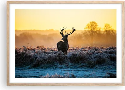 Produktbild von Gerahmtes Poster - Rahmen in heller Eiche - Feld Nebel Natur Baum - 70x50 cm - Wand Bild - Wanddeko - Wandbilder - Wandposter - Bilderrahmen - Bilder - Kunstdruck - Wandbild - P2NAA70x50-2428