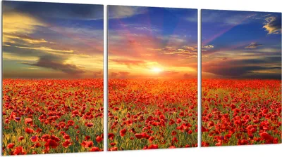 Immagine prodotto di Piastre copriforno 3 pezzi 30x52 Vetro copriforno in Vetroceramica, paesaggio papaveri