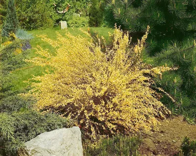 Produktbild von Cytisus praecox 'Warminster', Besenginster, gelb, 40–50 cm