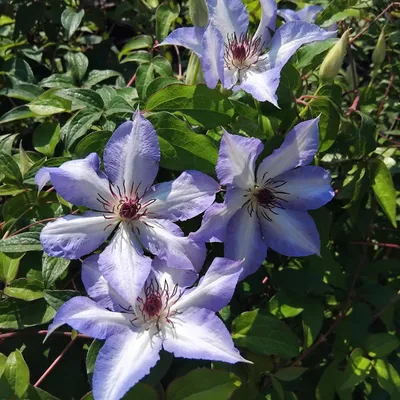 Obrázek produktu pro Clematis Misayo 2L