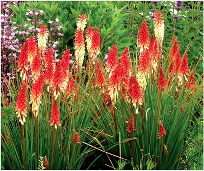 Produktbild von Stauden Gänge 10 x Kniphofia ‘Orange Vanilla Popsicle’ - Fackellilie - Ein süßes Farbenspiel aus Orange und Creme - Dauerblüher - Nektarreiche Kerzen