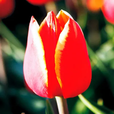Immagine prodotto di Tulipani Bulbi Fiori Tulipano gigante Luba 5 pz.