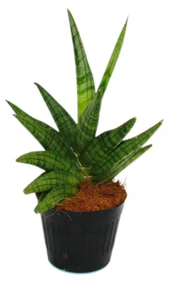Zdjęcie produktu dla Sansewieria "Helios" - "Tęczowa" sansewieria, roślina doniczkowa, doniczka 11 cm, wysokość ok. 20 cm