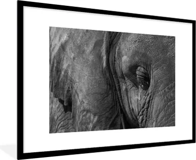 Produktbild von MuchoWow® MuchoWow® Gerahmtes Poster Elefant - Tiere - Nahaufnahme - Schwarz-Weiß 90x60 cm - Poster mit zchwarzem Bilderrahmen - Wanddekoration - Fotos