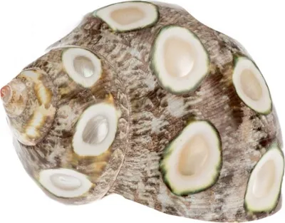 Produktbild von Turbo petholatus 5cm spotted