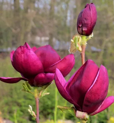 Close-up of three dark red magnolia flowers and buds in a garden setting.