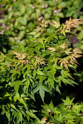 Produktbild von Acer palmatum 'Seiun kaku', Japanischer Ahorn, 100–125 cm