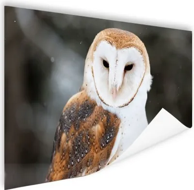 Produktbild von MuchoWow® Poster Schleiereule Porträt 60x40 cm - Schlafzimmerdekoration