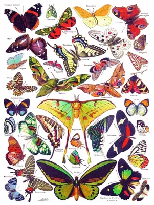 Immagine prodotto di New York Puzzle Company - Puzzle con animali - Farfalle - 1000 pezzi - Cartone