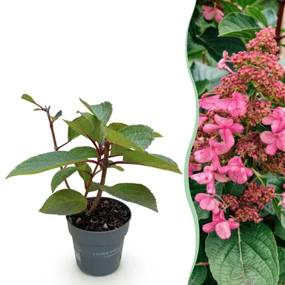Produktbild von Green boutiQ - Gartenpflanze - Hydrangea panniculata Living Infinity - Rispenhortensie - Winterhart - Weiß - 1 Pflanze - Topf 12cm - Höhe 20-30cm