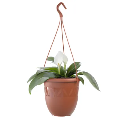 Produktbild von Blumentopf Hängeampel 18 cm Durchmesser Farbe Terrakotta