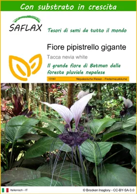Immagine prodotto di SAFLAX  - Fiore pipistrello gigante - 10 semi - Con substrato - Tacca