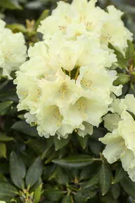 Zdjęcie produktu dla Rhododendron Hybr. 'Goldkrone', żółty, 30-40 cm