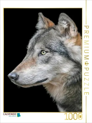 Produktbild von CALVENDO Puzzle Wolf | 1000 Teile Lege-Größe 64x48cm Foto-Puzzle für glückliche Stunden