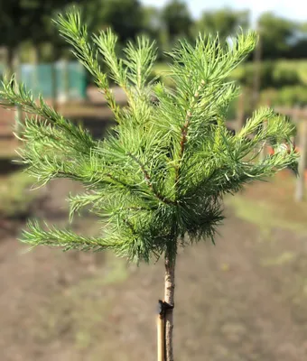 Image de Mélèze bleu du Japon larix Kämpferi Blue Dwarf Haute tige 40 - 60 cm