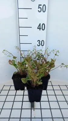 Obrázek produktu pro 6 x Montia sibirica ( claytonia sibirica ) - Montia - květináč 9 x 9 cm