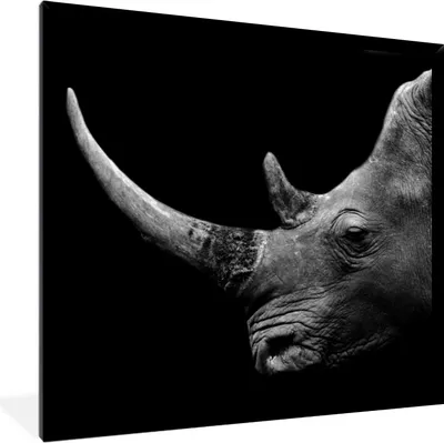 Produktbild von MuchoWow® Gerahmtes Poster Nashorn - Tiere - Schwarz - Weiß - Porträt 40x40 cm - Poster mit Schwarzem Bilderrahmen Wandposter Rahmen Foto Bilder - Mit Rahmen - Wanddekoration Schlafzimmer