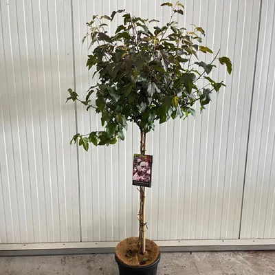 Immagine prodotto di Physocarpus opulifolius Lady in Red ('Tuilad'PBR) - Fagopiro | 90 cm in vaso