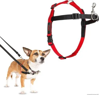 Produktbild von Famanu Hundeharness für HALTI-Training - Klein (30-60 cm)