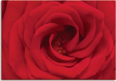 Produktbild von ARTland Leinwandbild Rote Rose Größe: 100x70 cm