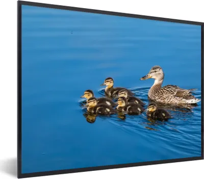 Produktbild von MuchoWow® Gerahmtes Poster Ente - Wasser - Vogel - Braun 80x60 cm - Poster mit Schwarzem Bilderrahmen Wandposter Rahmen Foto Bilder - Schwarzem - Mit Gestell